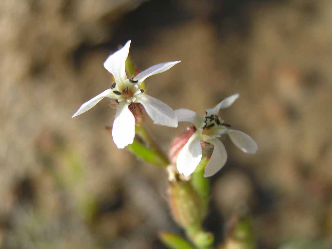 Silene gallica / Silene gallica